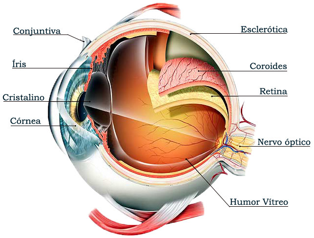 Anatomia Ocular